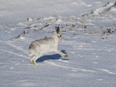 Mountain Hare