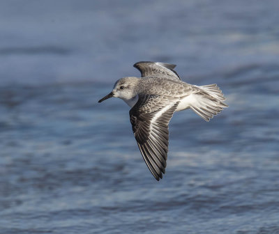 Sanderling 