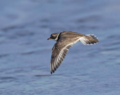 Ringed Plover