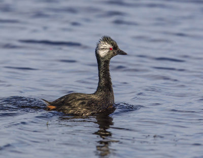 White-tufted Grebe