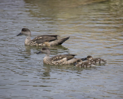 Crested Duck
