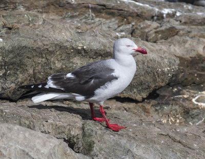Dolphin Gull