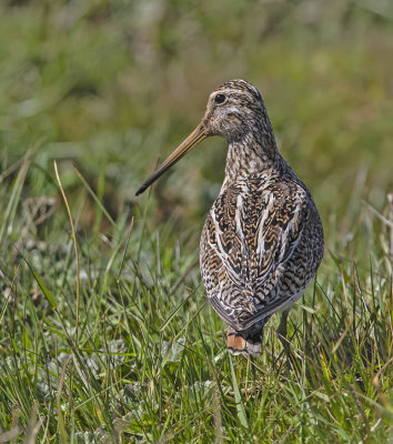 Magellanic Snipe