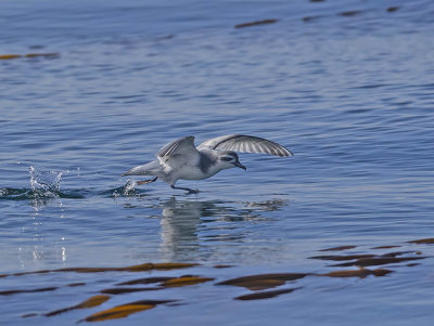 Thin-billed Prion