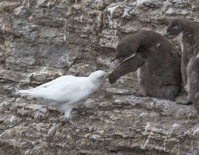 Pale-faced Sheathbill