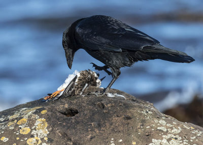 Carrion Crow