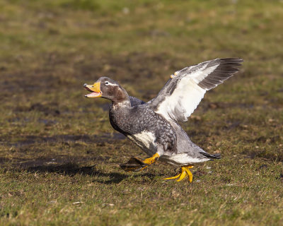 Flying Steamer Duck
