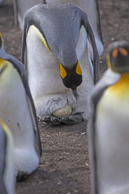 King Penguin with egg