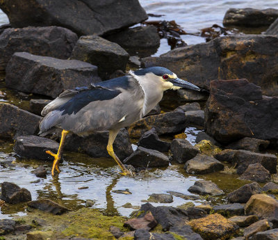 Black-crowned Night Heron