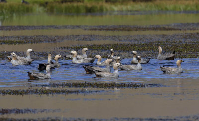 Ruddy-headed Geese