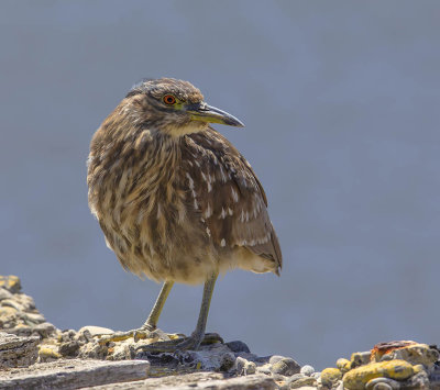 Black-crowned Night Heron (juvenile)