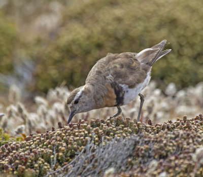Rufous-chested Dotterel