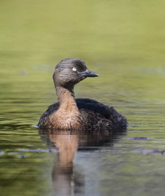 New Zealand Dabchick