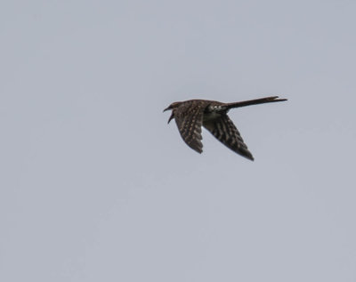 Long-tailed Cuckoo