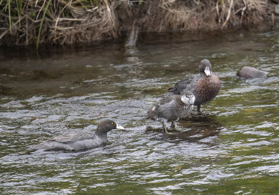 Blue Duck