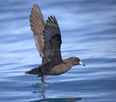 Westland Petrel