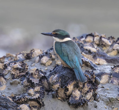 Sacred Kingfisher