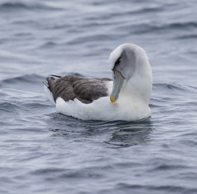 White-capped Albatross