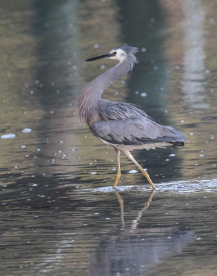 White-faced Heron