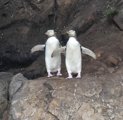 Yellow-eyed Penguin