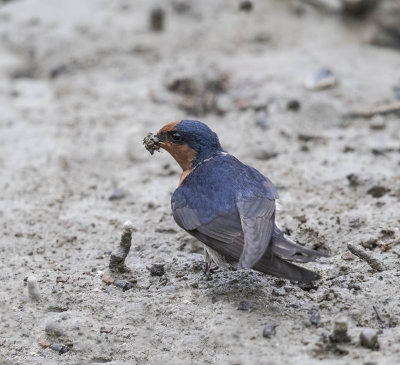 Welcome Swallow