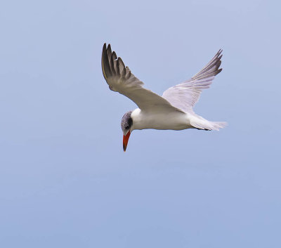 Caspian Tern