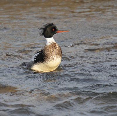 Red-breasted Merganser