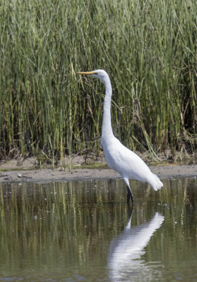 Great Egret