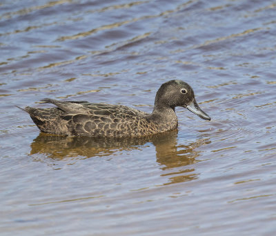 Brown Teal