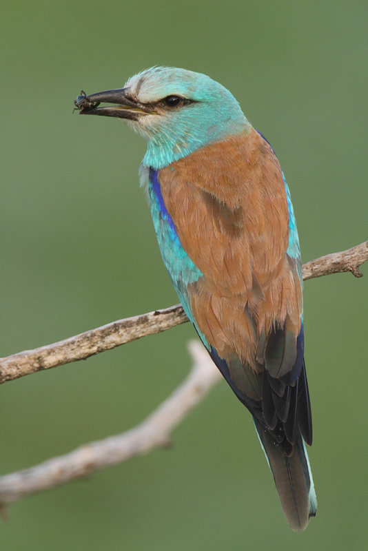 European roller Coracias garrulus zlatovranka_MG_3498-111.jpg