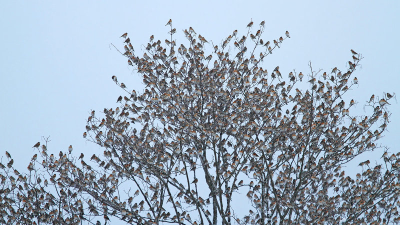 Part of the 5 million  big flock of brambling Fringilla montifringilla jata pino_MG_7560-111.jpg