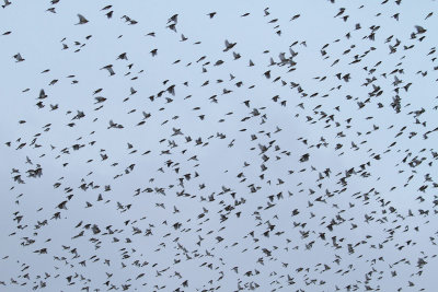 Flock of brambling Fringilla montifringilla jata pino_MG_7442-111.jpg