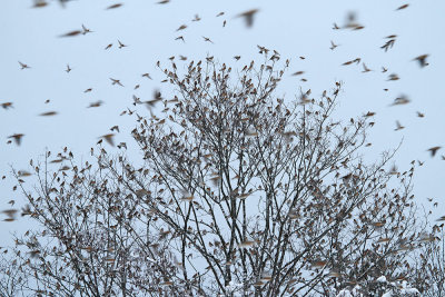 Part of the 5 million big flock of brambling Fringilla montifringilla jata pinož_MG_7527-111.jpg