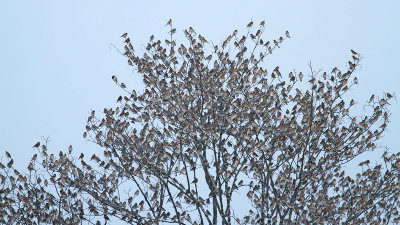 Part of the 5 million big flock of brambling Fringilla montifringilla jata pinož_MG_7560-111.jpg