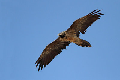 Bearded vulture Gypaetus barbatus brkati ser_MG_5181-111.jpg