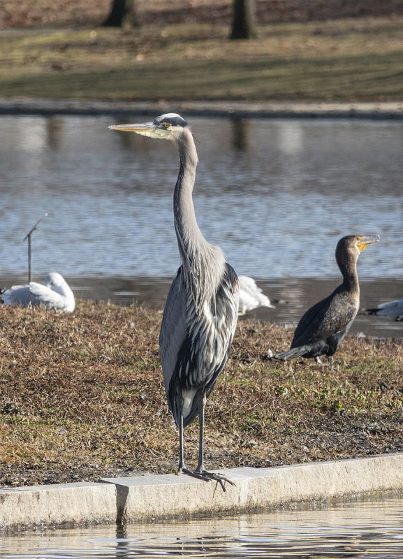 The celebrity heron