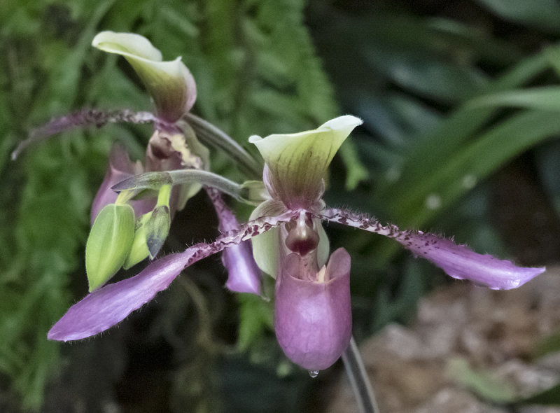 Sony: The expansive orchid