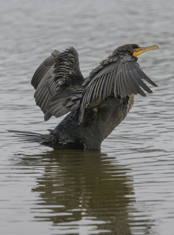 Chilly cormorant