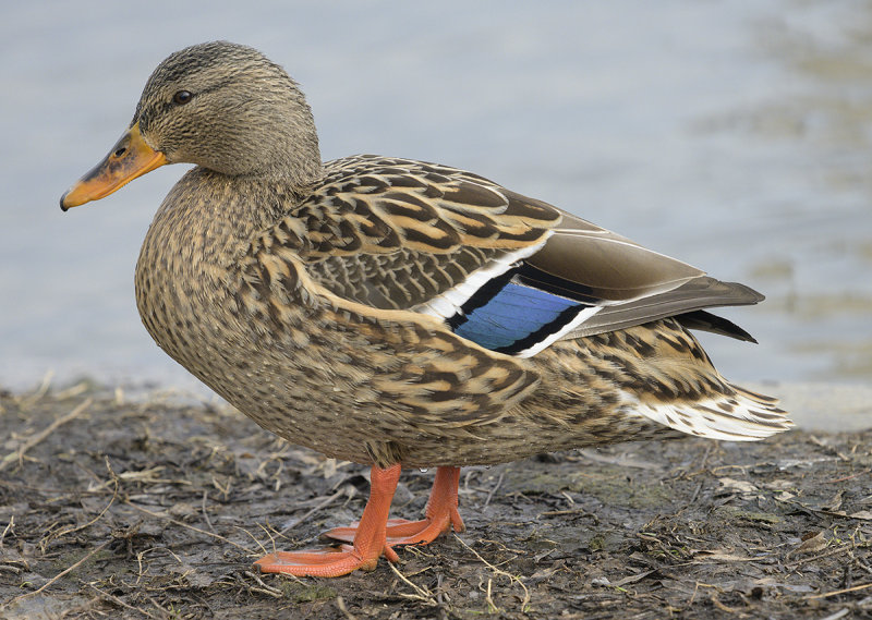 The beautiful Mrs. Mallard
