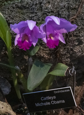 Sony: The Michelle Obama orchid