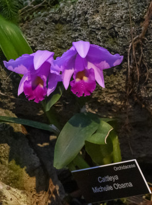 Z7: The Michelle Obama orchid