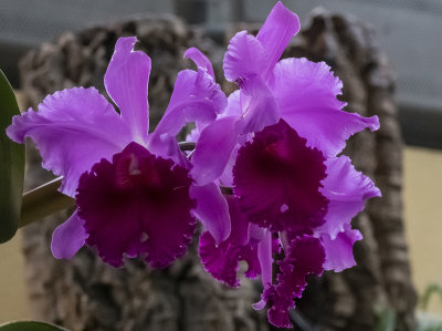 Sony: Two orchids