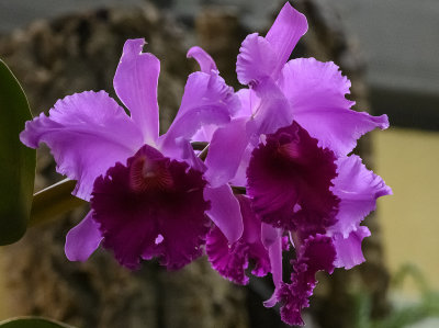 Z7: Two orchids