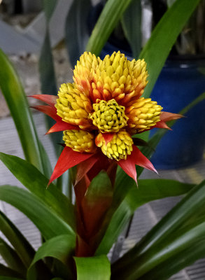 Z7: Yellow and red flower