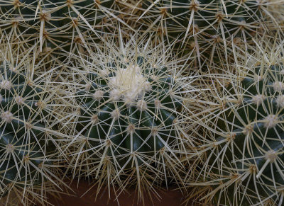 Z7: Cactus detail