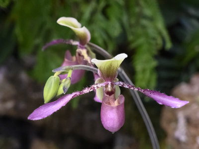 Z7: The expansive orchid