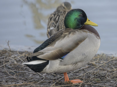 The model mallard