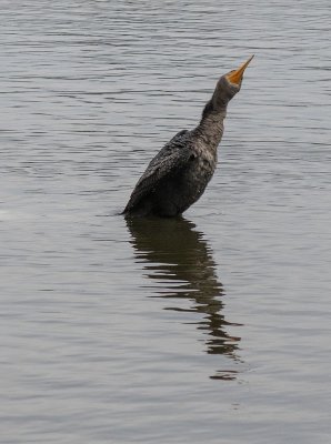 The exuberant cormorant