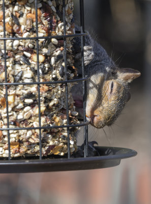 Caught red clawed