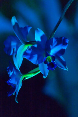 Night Bloom, SF Conservatory of Flowers at Golden Gate Park, Dec. 2018